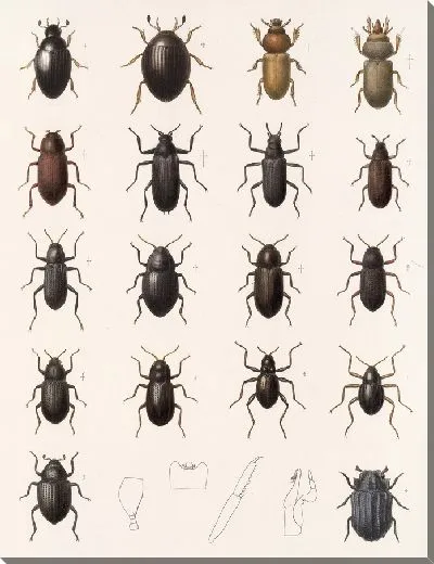 Картина Жуки (1879-1915) №41