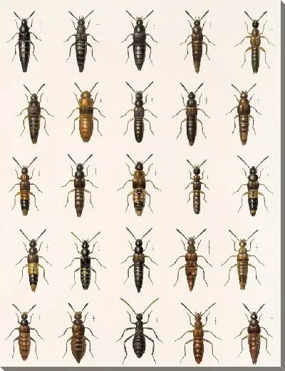 Картина Жуки (1879-1915) №42