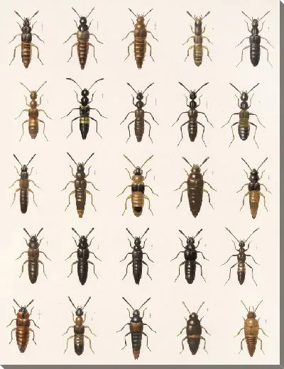 Картина Жуки (1879-1915) №43