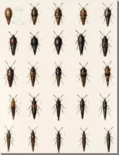 Картина Жуки (1879-1915) №44