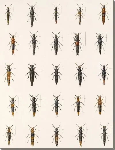 Картина Жуки (1879-1915) №45