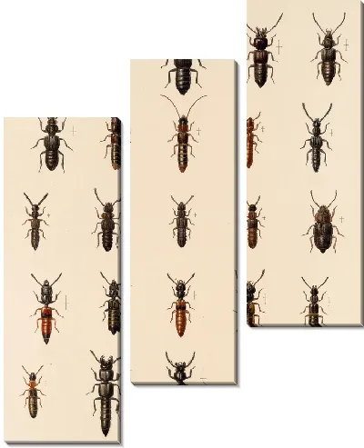 Картина Жуки (1879-1915) №56