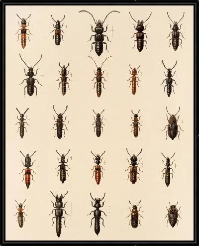 Картина Жуки (1879-1915) №56