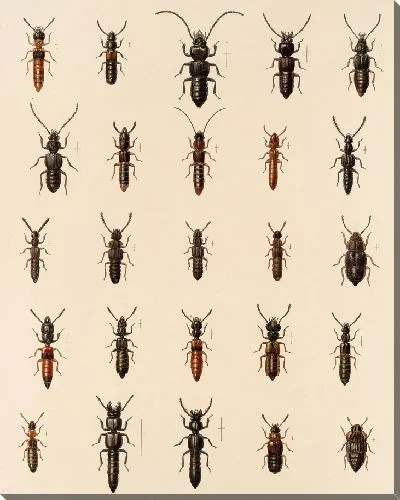 Картина Жуки (1879-1915) №56