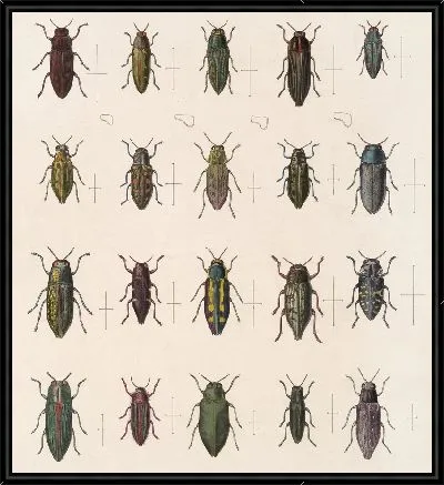 Жуки (1879-1915) №57