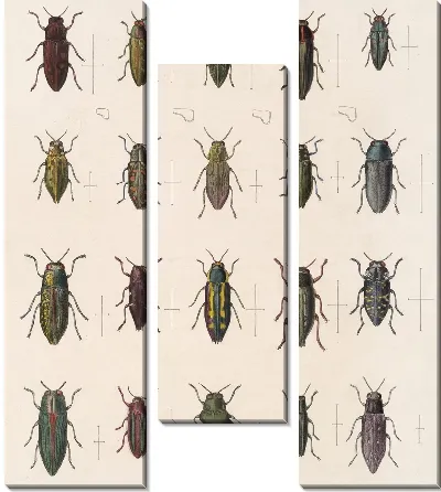 Жуки (1879-1915) №57