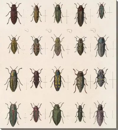 Жуки (1879-1915) №57