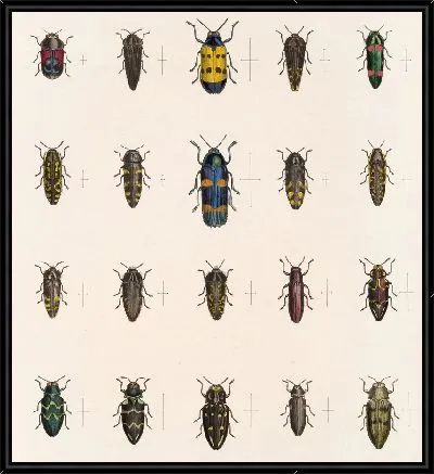 Жуки (1879-1915) №58