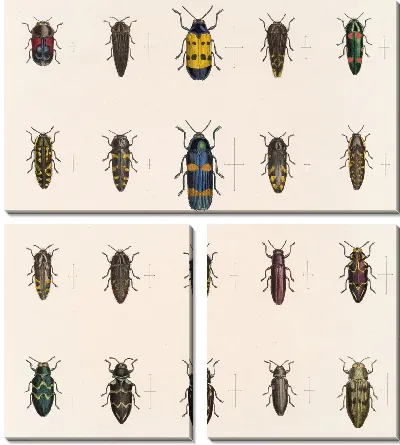 Жуки (1879-1915) №58