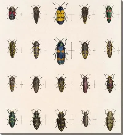 Жуки (1879-1915) №58