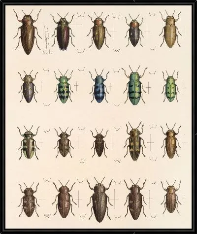 Жуки (1879-1915) №59