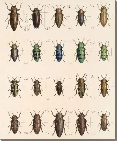 Жуки (1879-1915) №59