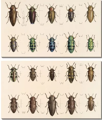 Жуки (1879-1915) №59