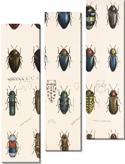 Картина Жуки (1879-1915) №64