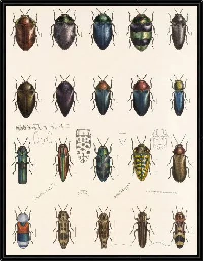 Картина Жуки (1879-1915) №64