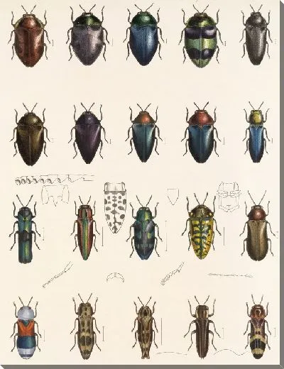 Картина Жуки (1879-1915) №64