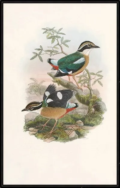 Картина Птицы Монография (1880) №1