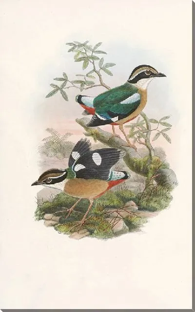 Картина Птицы Монография (1880) №1