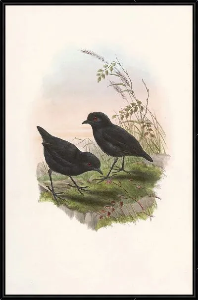 Картина Птицы Монография (1880) №2