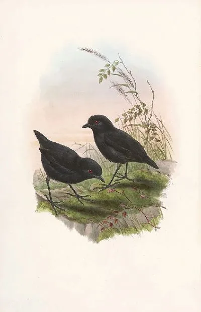 Картина Птицы Монография (1880) №2