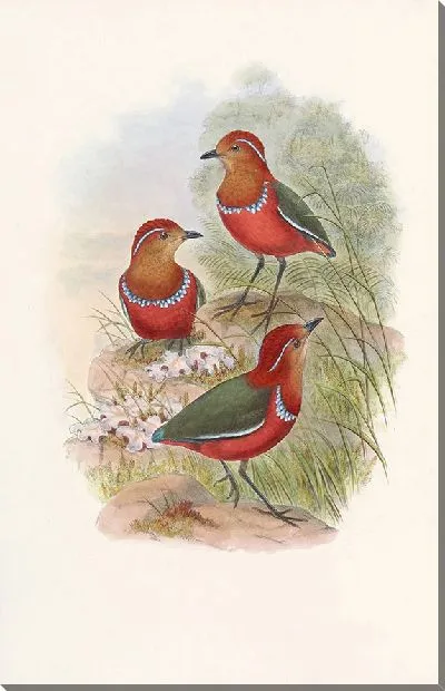 Картина Птицы Монография (1880) №3