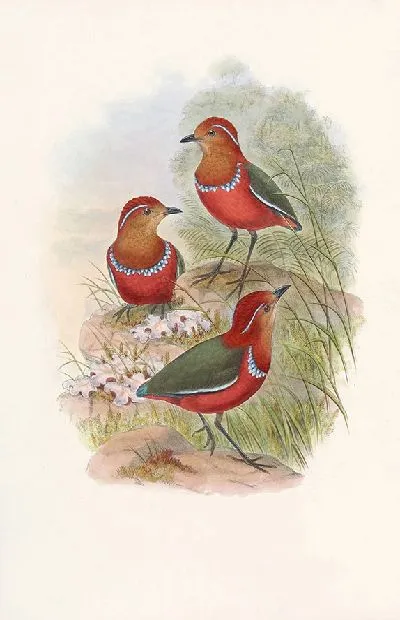 Картина Птицы Монография (1880) №3