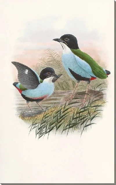 Картина Птицы Монография (1880) №4