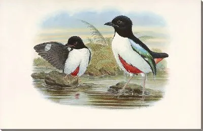 Птицы Монография (1880) №5