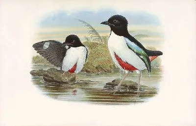 Птицы Монография (1880) №5
