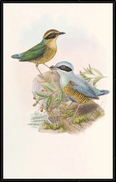 Картина Птицы Монография (1880) №6