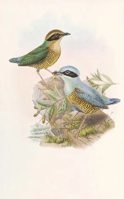 Картина Птицы Монография (1880) №6