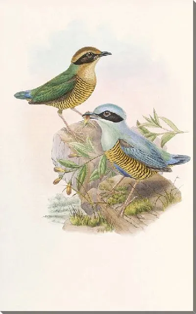 Картина Птицы Монография (1880) №6