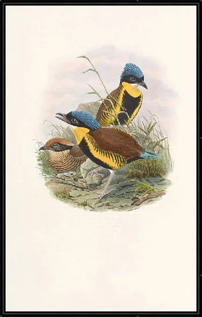 Картина Птицы Монография (1880) №7