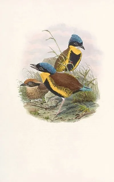 Картина Птицы Монография (1880) №7