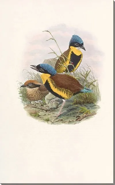 Картина Птицы Монография (1880) №7