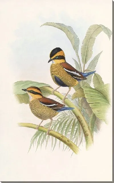 Картина Птицы Монография (1880) №8