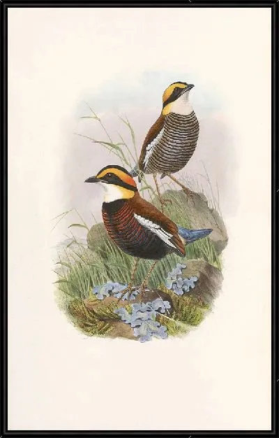 Картина Птицы Монография (1880) №9