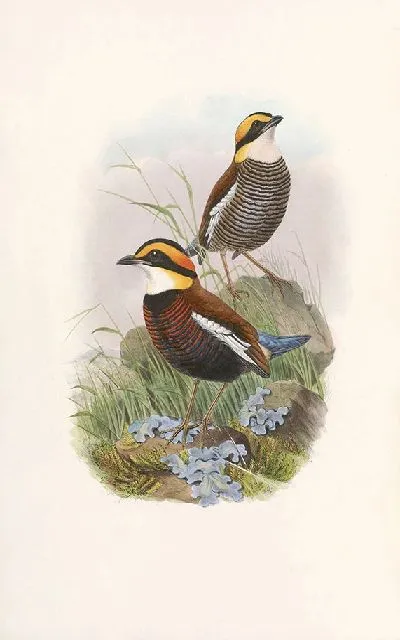 Картина Птицы Монография (1880) №9