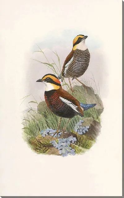 Картина Птицы Монография (1880) №9