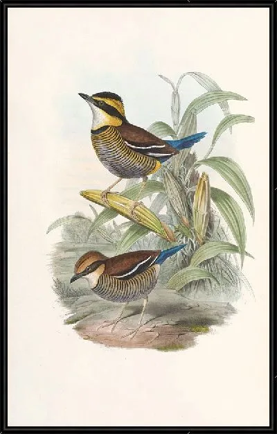 Картина Птицы Монография (1880) №10