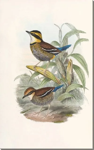 Картина Птицы Монография (1880) №10