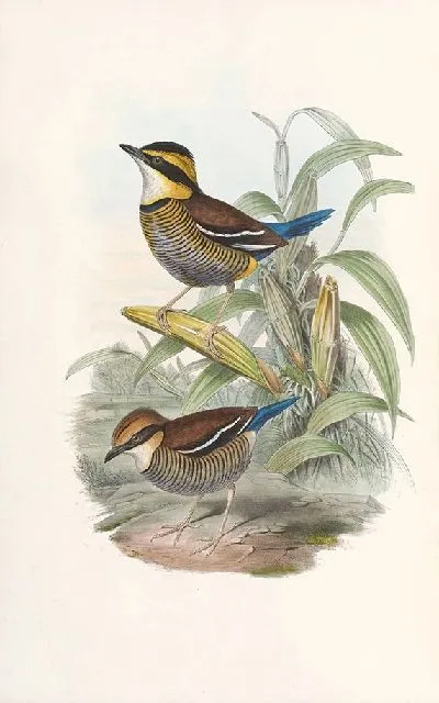 Картина Птицы Монография (1880) №10