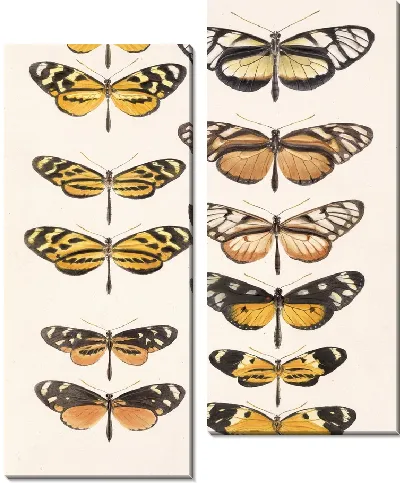 Картина Бабочки Insecta Lepidoptera-Rhopalocera №1