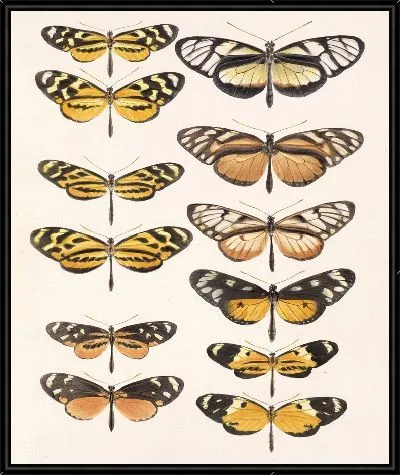 Картина Бабочки Insecta Lepidoptera-Rhopalocera №1
