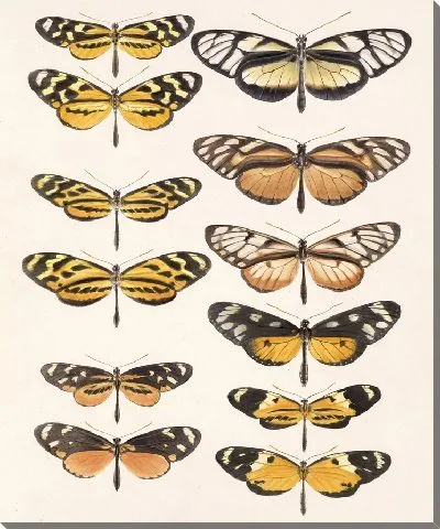 Картина Бабочки Insecta Lepidoptera-Rhopalocera №1