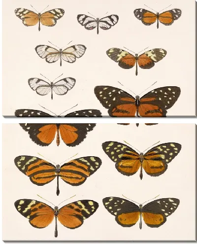 Картина Бабочки Insecta Lepidoptera-Rhopalocera №2