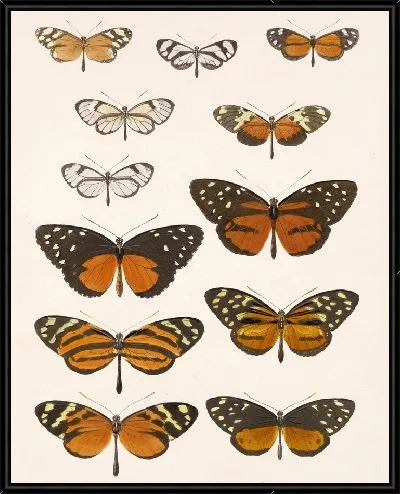 Картина Бабочки Insecta Lepidoptera-Rhopalocera №2