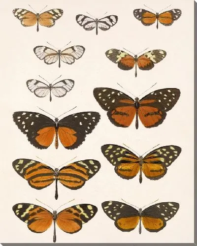 Картина Бабочки Insecta Lepidoptera-Rhopalocera №2