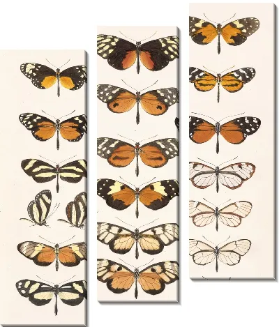 Картина Бабочки Insecta Lepidoptera-Rhopalocera №3
