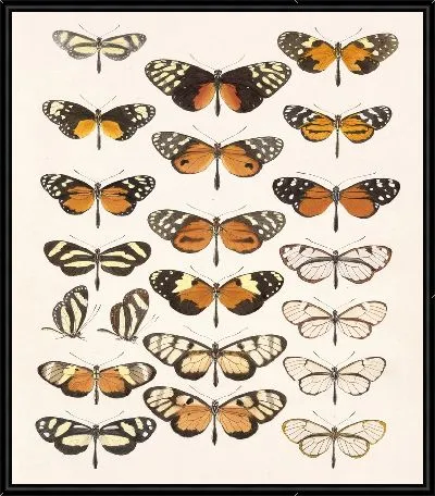 Картина Бабочки Insecta Lepidoptera-Rhopalocera №3
